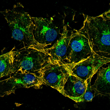 FAP Antibody