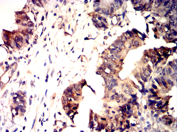 FAP Antibody