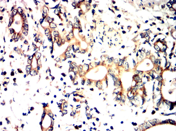 FAP Antibody