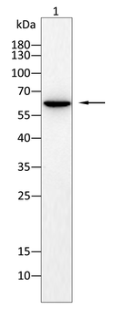 FAP Antibody