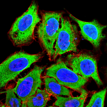 IL5 Antibody