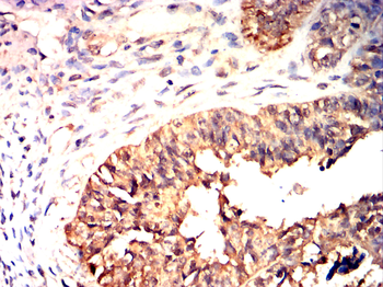 IL5 Antibody