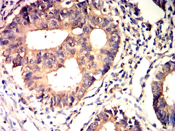 IL5 Antibody