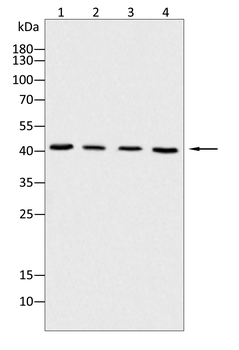 SMAD6 Antibody
