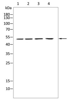 SMAD6 Antibody