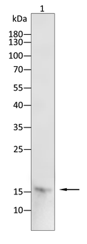 TOMM20 Antibody