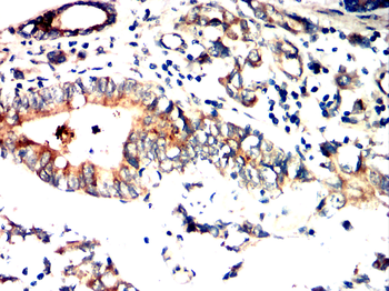 SIRT2 Antibody