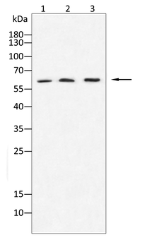 SIRT2 Antibody