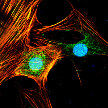 SIRT2 Antibody