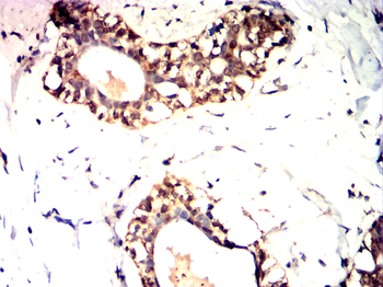 SIRT2 Antibody