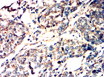 SIRT2 Antibody