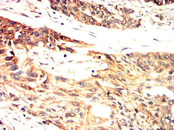 SIRT2 Antibody