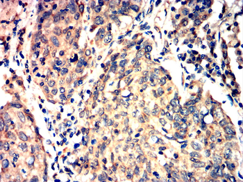 SIRT2 Antibody