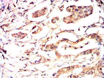 SIRT2 Antibody