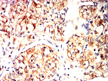 SIRT2 Antibody