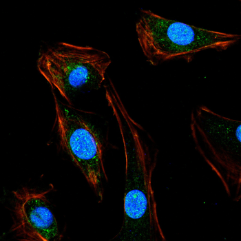 NOTCH2 Antibody
