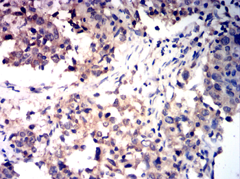 NOTCH2 Antibody