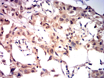 NOTCH2 Antibody