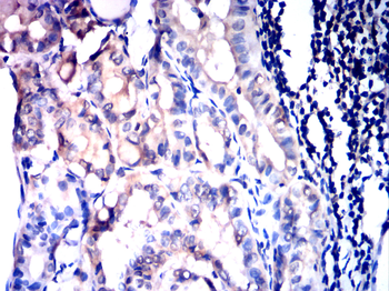 NOTCH2 Antibody