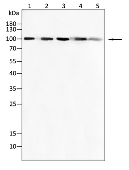 NOTCH2 Antibody