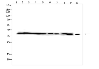 MCL1 Antibody