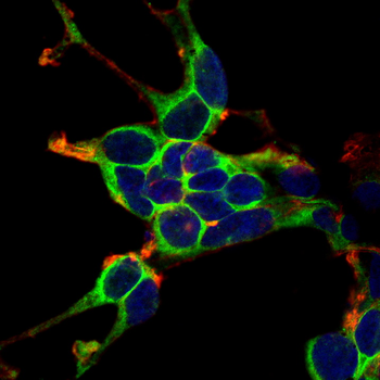 MCL1 Antibody