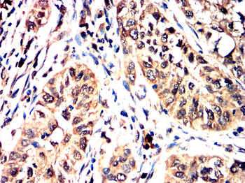 MCL1 Antibody
