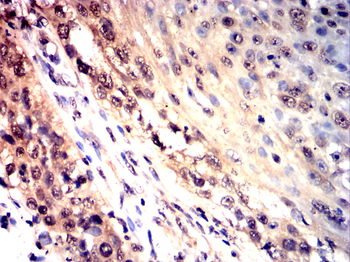 MCL1 Antibody