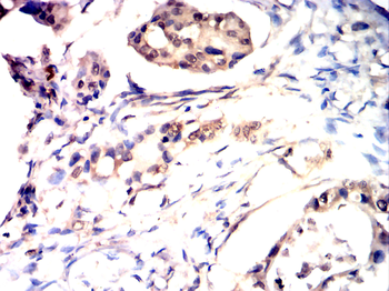 MCL1 Antibody