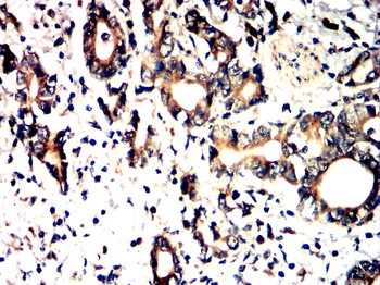 MCL1 Antibody