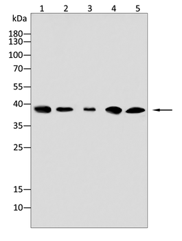 MCL1 Antibody