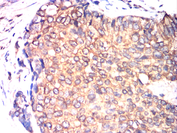 CANX Antibody
