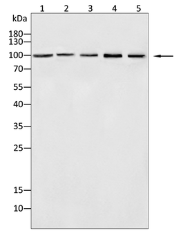 CANX Antibody