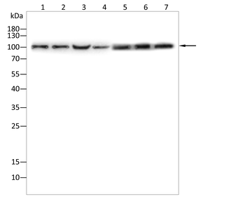 CANX Antibody