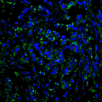 CANX Antibody