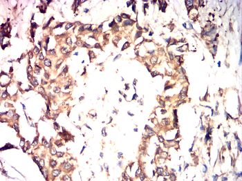CANX Antibody