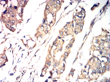 CANX Antibody
