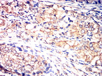 CANX Antibody