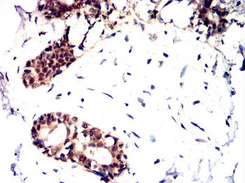 DNMT3B Antibody