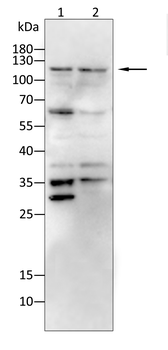 DNMT3B Antibody