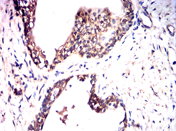 HSPB1 Antibody