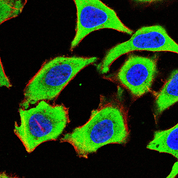 FGFR1 Antibody