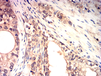 FGFR1 Antibody