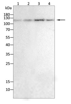 FGFR1 Antibody