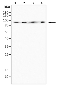 PRKCA Antibody