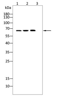 PTPN6 Antibody