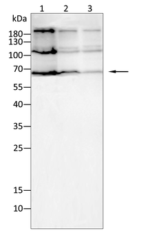PTPN6 Antibody