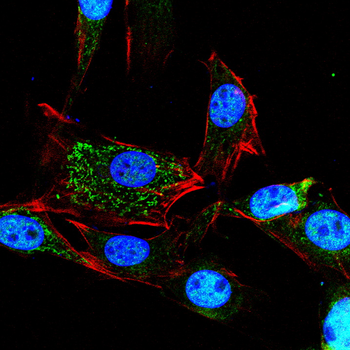 PTPN6 Antibody