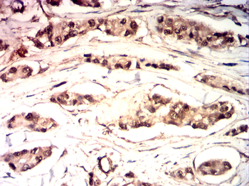 PTPN6 Antibody