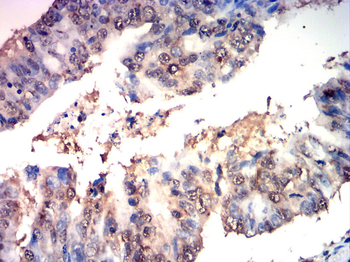 PTPN6 Antibody